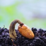 durian seed, durian, germinate