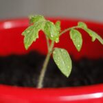 tomato, seedling, plant
