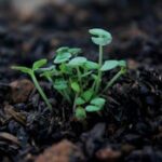 Vibrant green seedlings sprouting from dark rich soil, symbolizing new growth.
