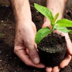 Close-up of hands carefully planting a small sapling in nutrient-rich soil, symbolizing growth and sustainability.