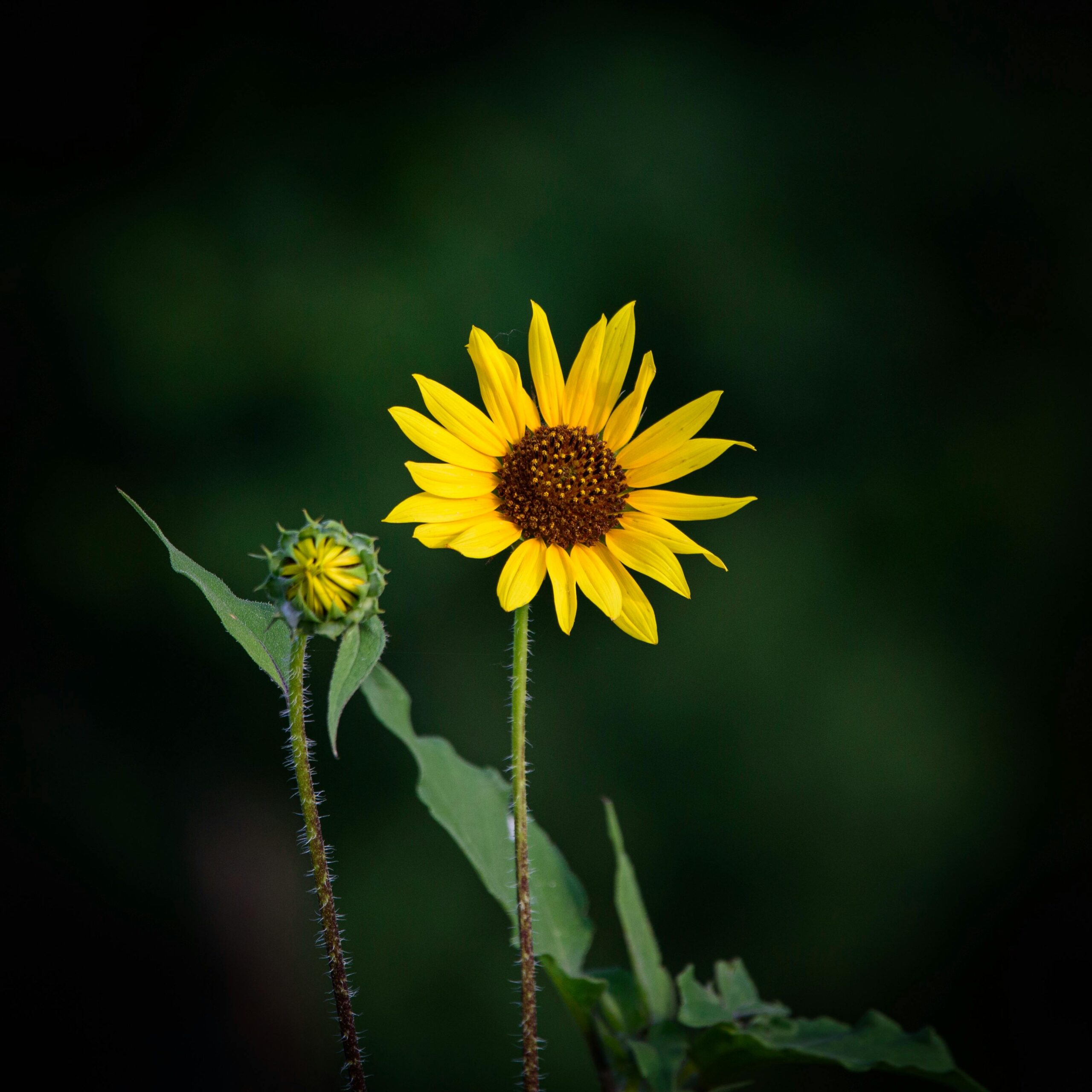 Close-up of a sunflower blossoming with a rich dark green backdrop, showcasing nature's beauty.