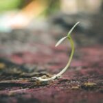 A delicate seedling sprouting from the soil symbolizes growth and new beginnings.